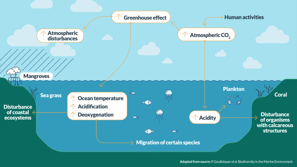 Human footprints increasingly scar the marine ecosystem.