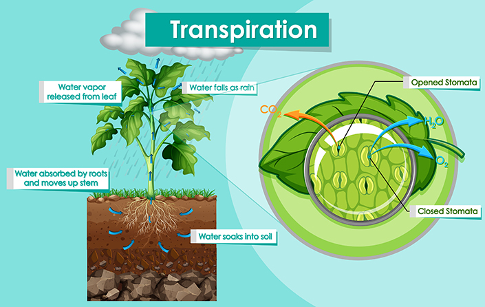 Transpiration in plants