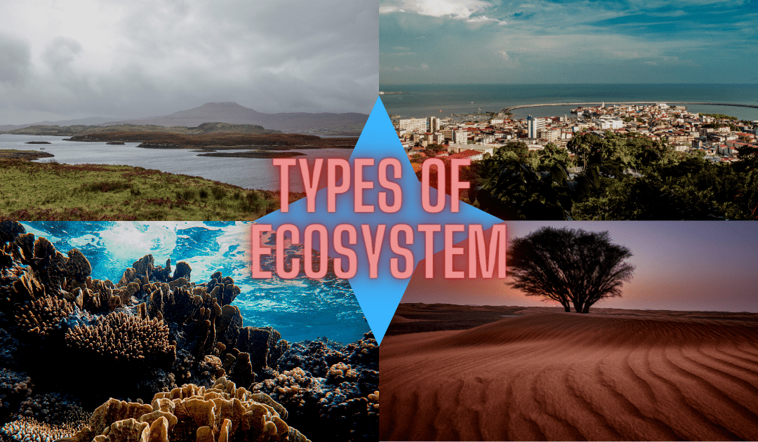 Ecosystem and Types: A Comprehensive Overview